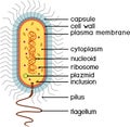 Bacterial cell structure. Prokaryotic cell with nucleoid